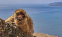 Gibraltar-12-Duży
