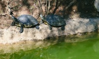 Marbella-2-Duży