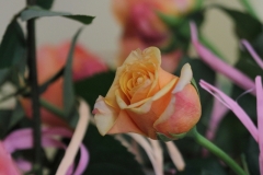 ZP__5052