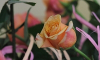 ZP__5052